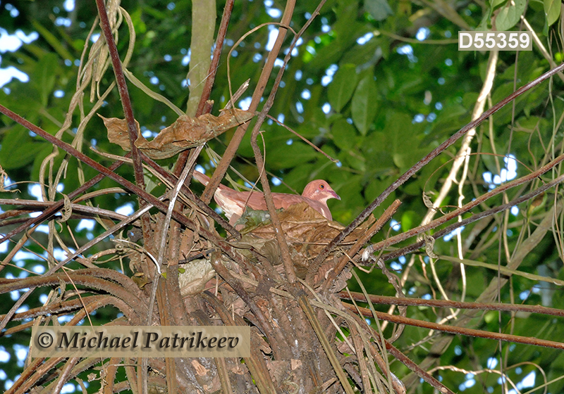 Ruddy Quail-Dove (Geotrygon montana)